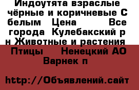 Индоутята взраслые чёрные и коричневые С белым › Цена ­ 450 - Все города, Кулебакский р-н Животные и растения » Птицы   . Ненецкий АО,Варнек п.